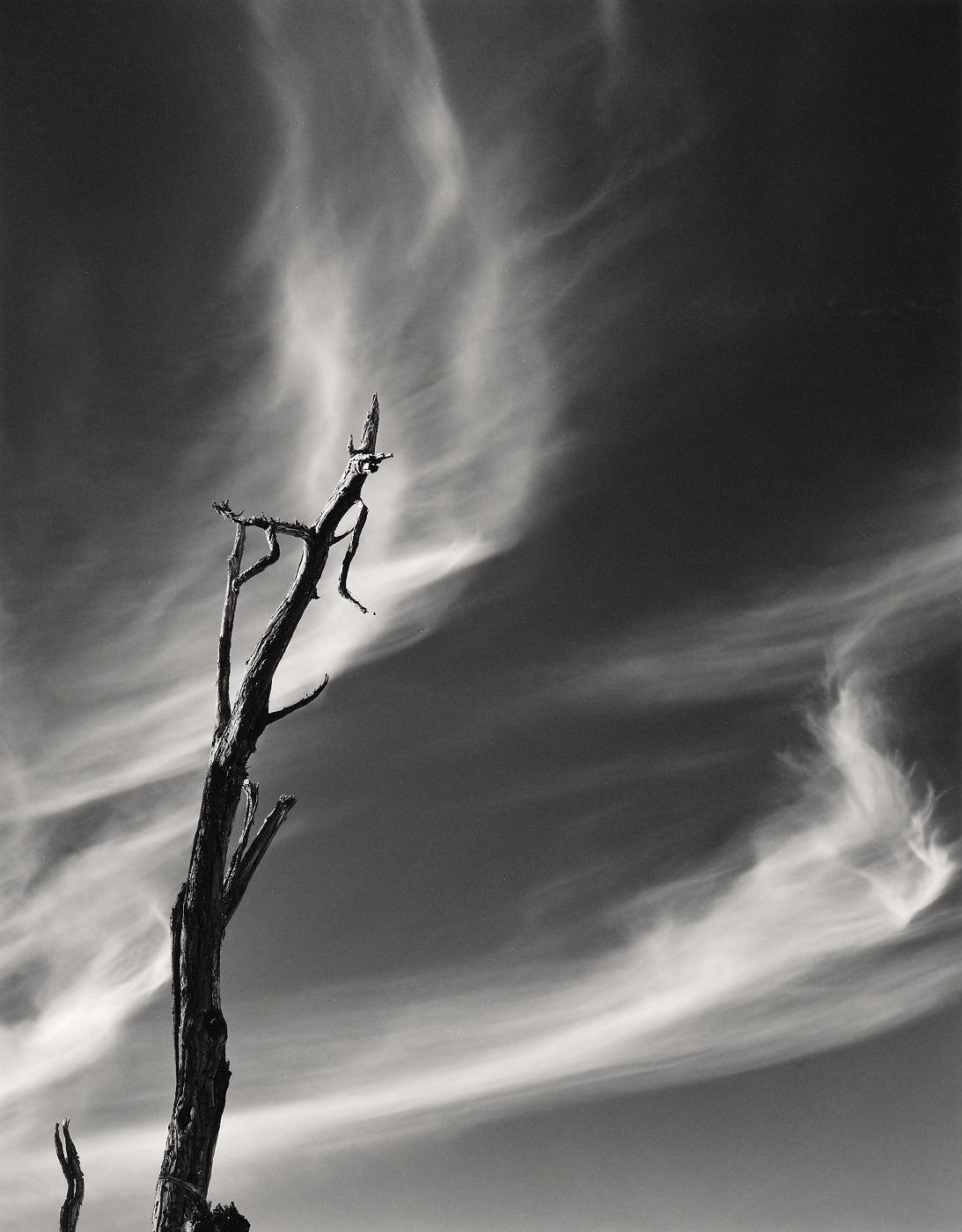 Mesquite and Clouds1981